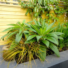 Garden ideas