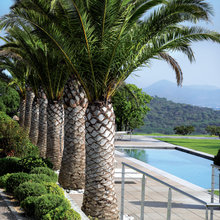 Tropical plants and gardens