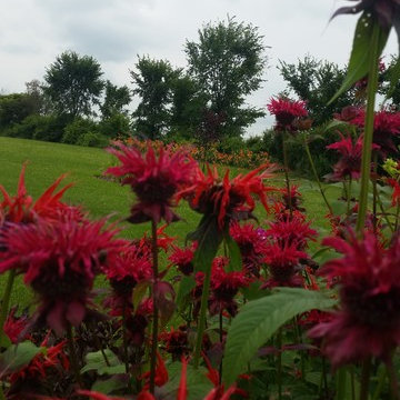 Low Maintenance Hummingbird Habitat