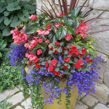 Designed Annual Pot