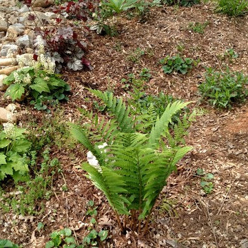 Crooked Oak Rain Garden