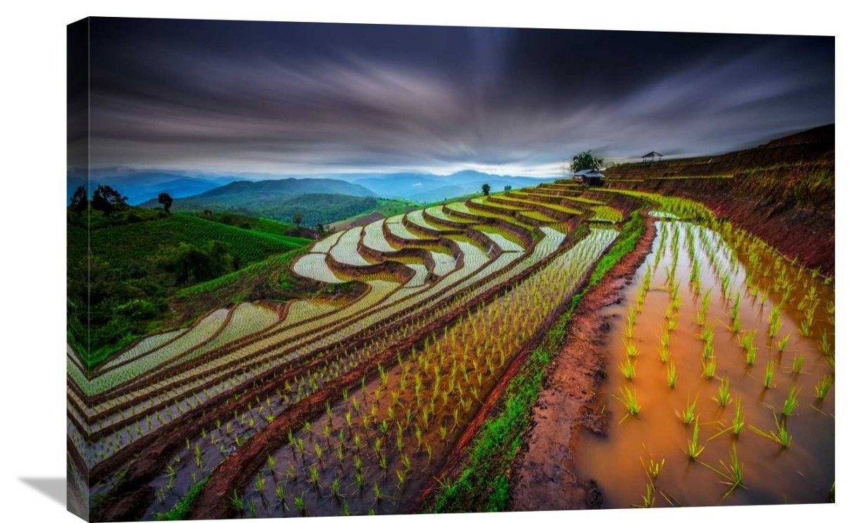 Cagbas Rice Field