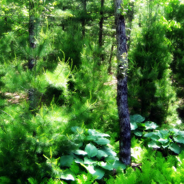 Norhwest Woods