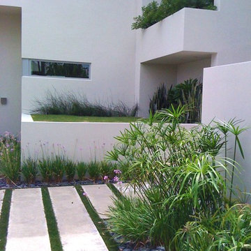 Tropical Modern