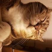 Kinmo Ngs foto