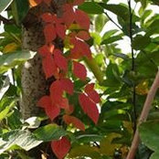 Shilpa Shanthakumar's photo