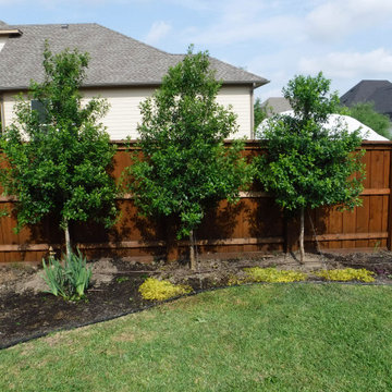 Evergreen Trees & Shrubs