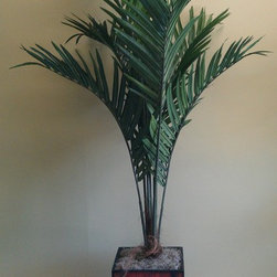 7' Kentia Palm - Area Rugs