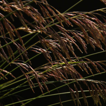 The Art of Nature