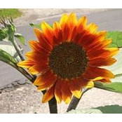 Linda Suring's photo
