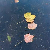 Foto von Sian Phillips