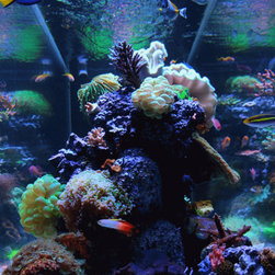 300 Gallon Reef Aquarium - Outdoor Fountains And Ponds