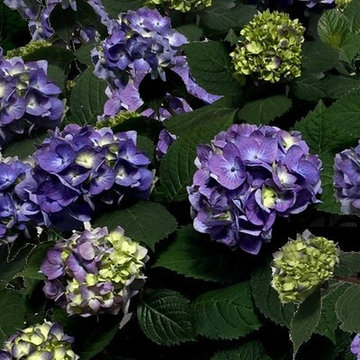 Bloomstruck Hydrangea