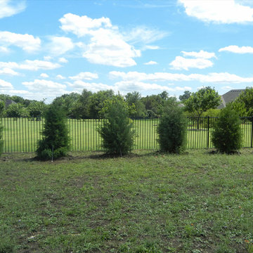 Eastern Red Cedar