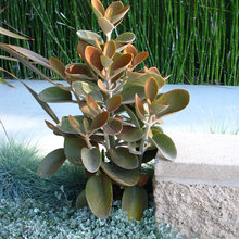 Ground cover*