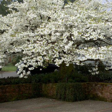 Blooming Cherry Tree