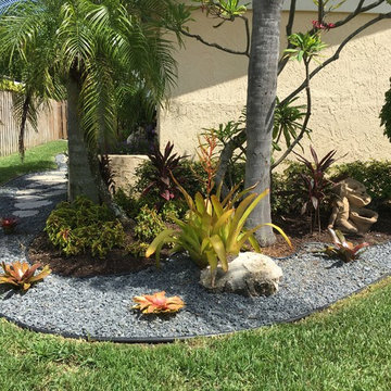 Bromeliads