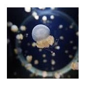 Foto de Jellyfish
