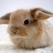 AK Lees foto