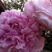 A Bowman's photo