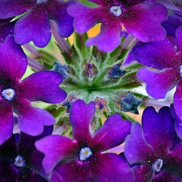 Verbena Thrives in Summer