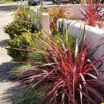 Mediterranean Courtyard- Lawn Removal Project
