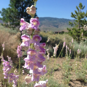 Sustainable Landscape Architecture Design - Penstemon palmeri native perennial