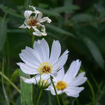 Cosmos 'Purity'