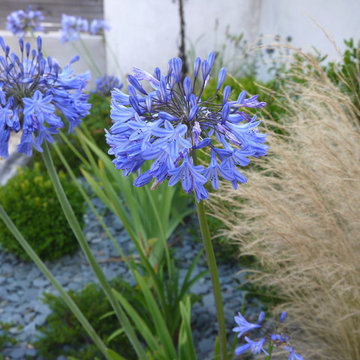 Jardin de bord de mer