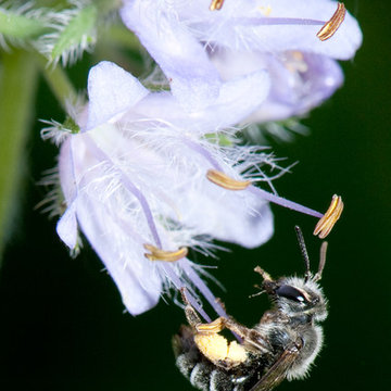 Colletes