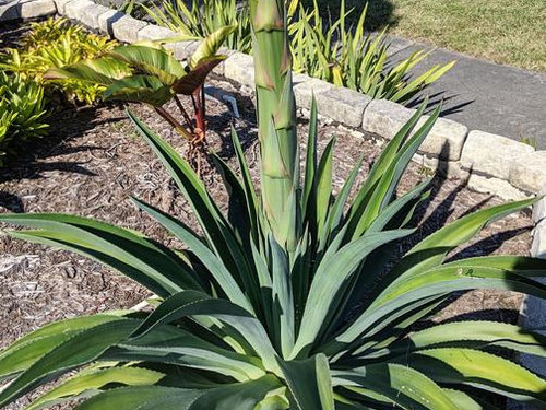 Are These Agave Flowers,L Carnitine Injection Turkey
