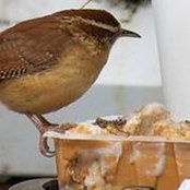 Julie Evans's photo
