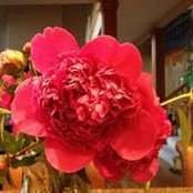 Jacquie Petersen's photo