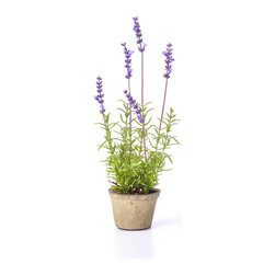 French Market 13187 14" Lavender Plant in Terracotta Pot - Artificial Plants And Trees