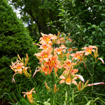 J&J Gardens