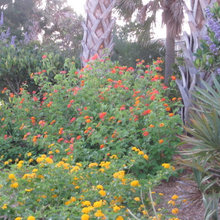 Landscape Ideas