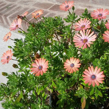 In My Garden