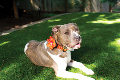 Synthetic Turf For Pets by Earth Design Turf