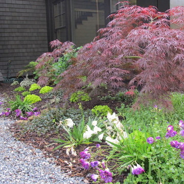 Japanese maple and freesias