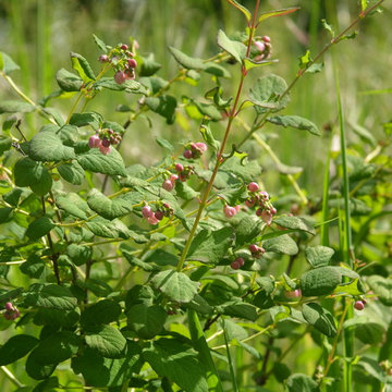 Snowberry