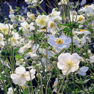 Japanese Anemones