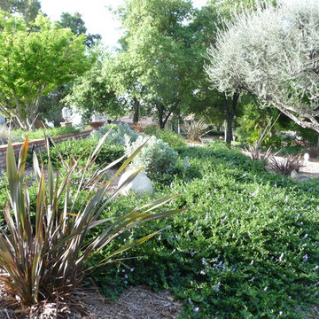 Ceanothus, boulders and compatible Phormium replaced ivy