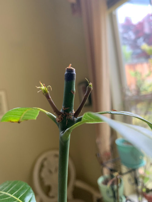 Mango plant stopped growing