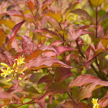 Great Design Plants