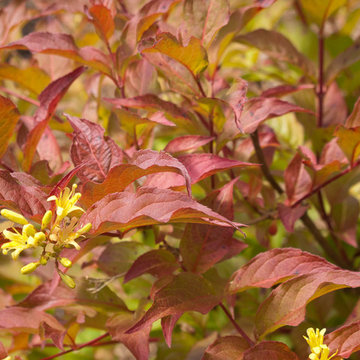 Great Design Plants