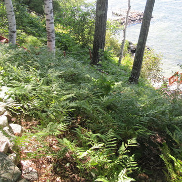 Vegetated embankment on the shores of Lake Winnipesaukee