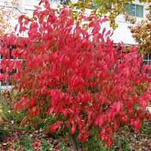 Garden Plantings