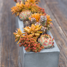 plants