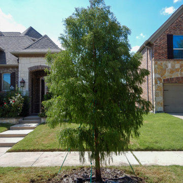 Bald Cypress