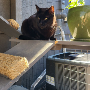 The Purr-fect Playground✨